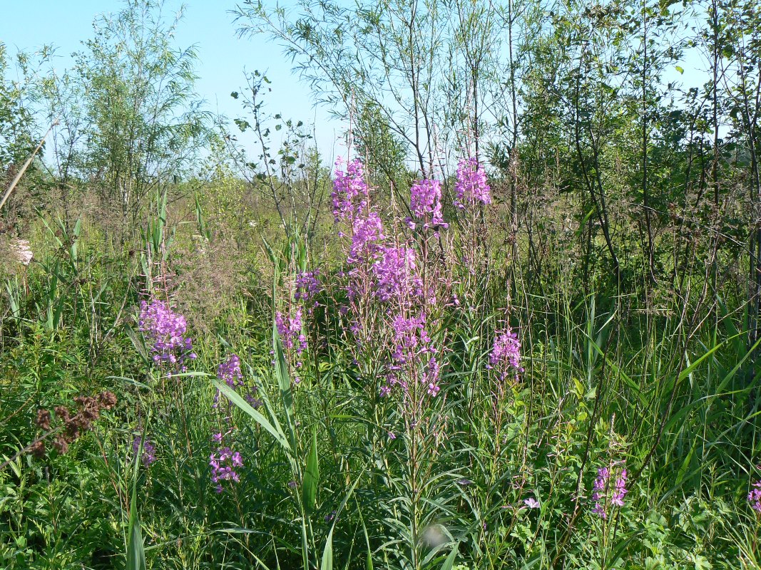 Image of Chamaenerion angustifolium specimen.