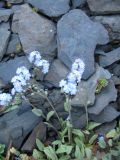 Myosotis alpestris