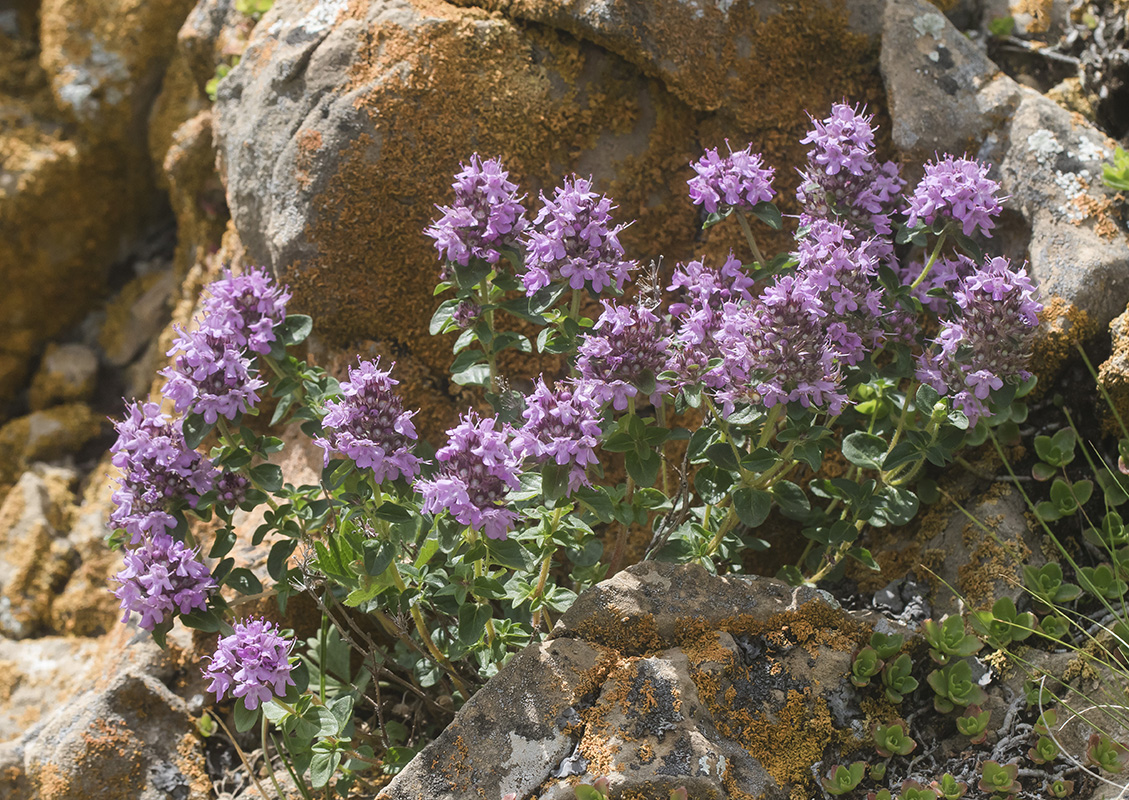 Изображение особи Thymus nummularius.