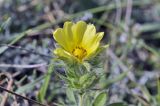 Potentilla callieri. Верхушка цветущего растения. Крым, г. Симферополь, окр. мкр-на Пневматика, кромка куэсты. 21.08.2021.