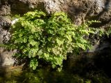 Adiantum capillus-veneris. Растения на скале. Греция, Эгейское море, о. Сирос, окр. пос. Галисас (Γαλησσάς), скала на дне ущелья над маленьким наполняемым водой из родника рукотворным водоёмом. 21.04.2021.