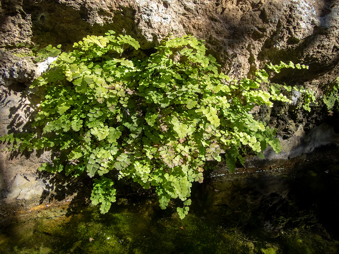 Изображение особи Adiantum capillus-veneris.