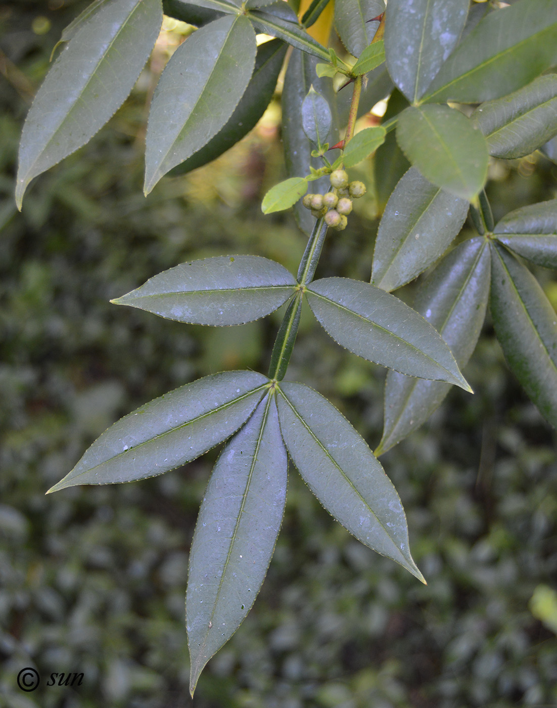 Image of Zanthoxylum alatum specimen.