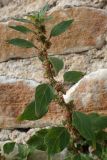 Parietaria judaica
