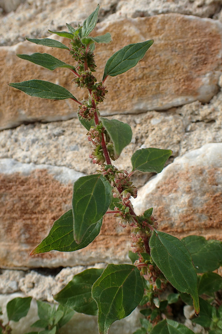 Image of Parietaria judaica specimen.