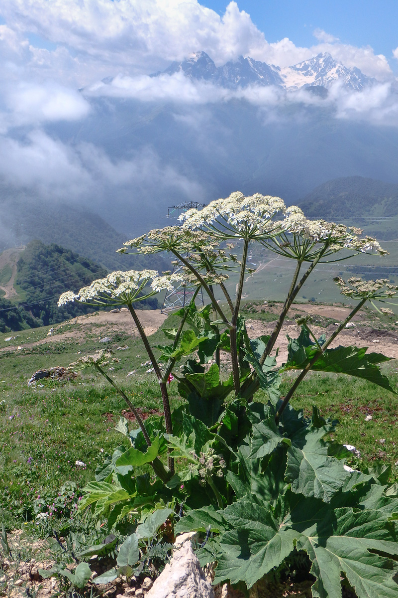 Изображение особи Heracleum asperum.