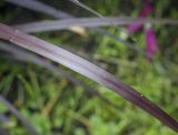 Pennisetum setaceum