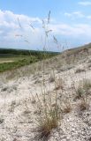 Festuca cretacea