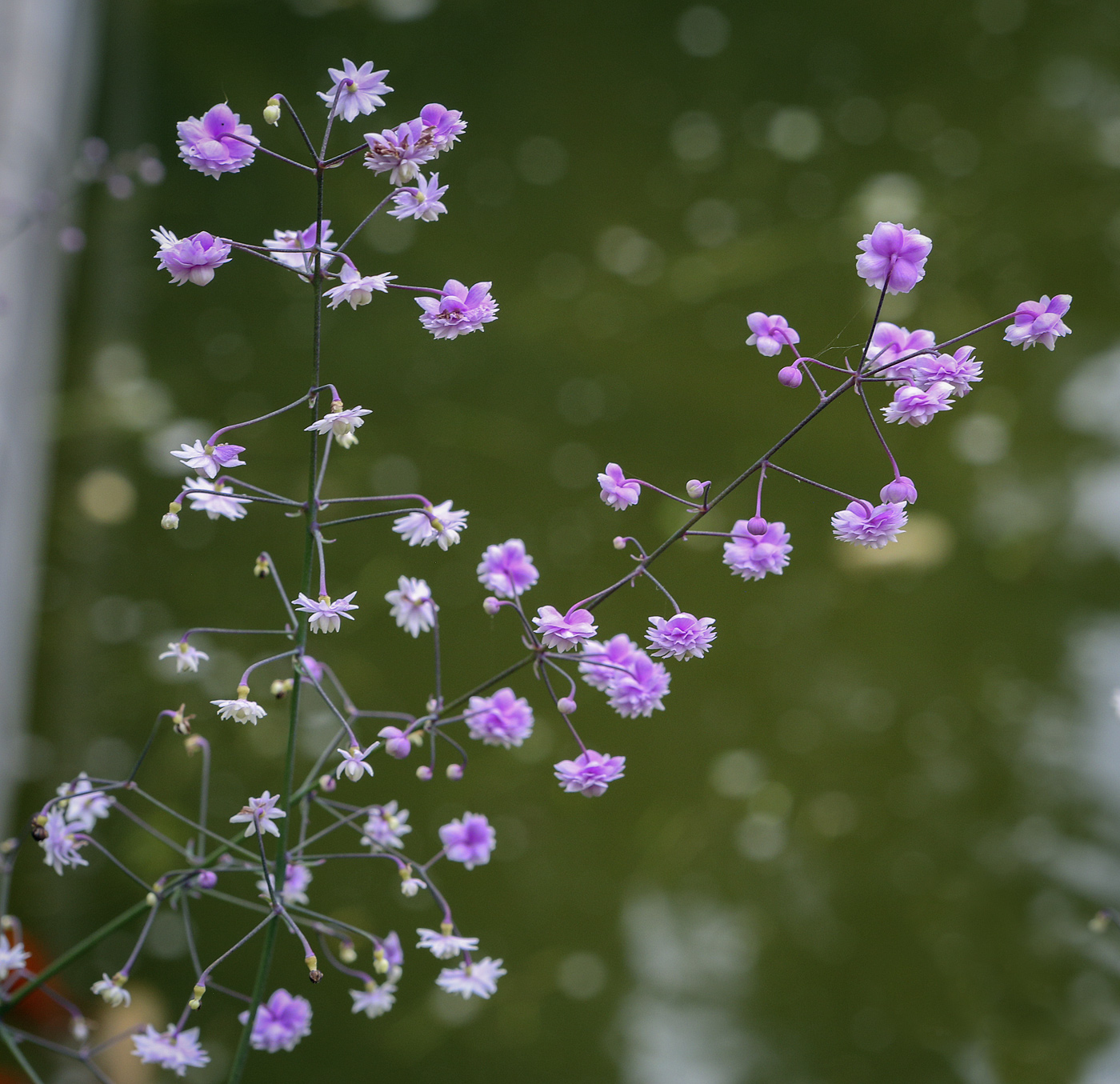 Изображение особи Thalictrum delavayi.