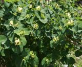 Lonicera iberica