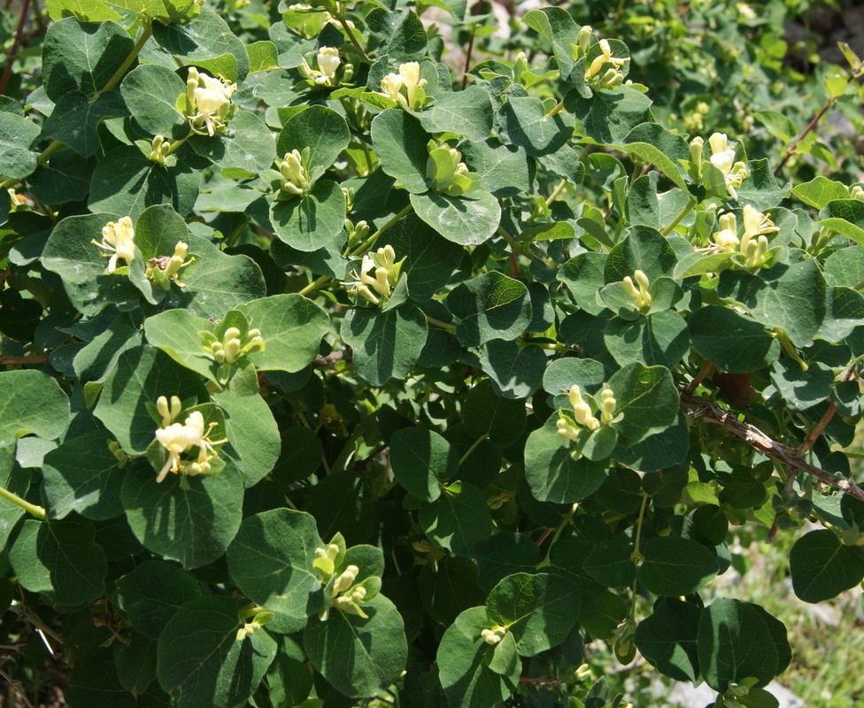 Image of Lonicera iberica specimen.