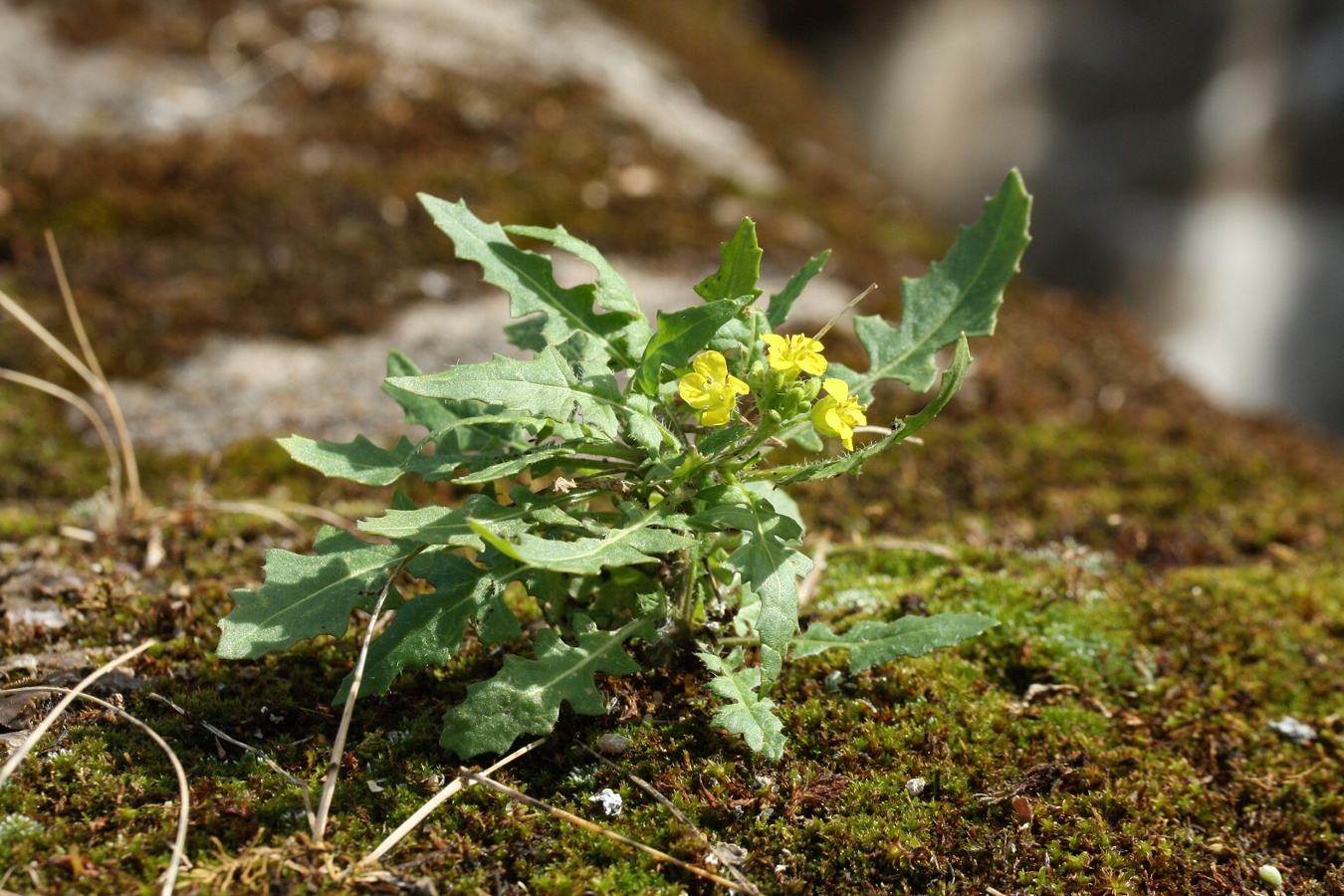 Изображение особи Sisymbrium loeselii.