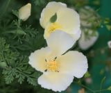 Eschscholzia californica