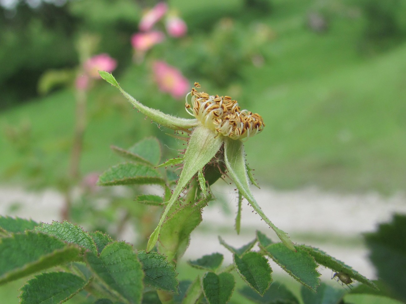 Image of genus Rosa specimen.