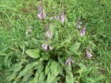 Hosta albomarginata. Цветущее растение. Хабаровск, приусадебный участок, в культуре. 14.08.2013.