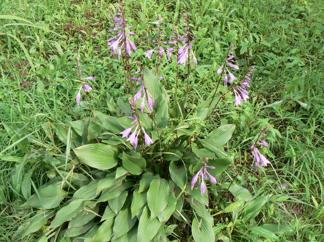 Image of Hosta albomarginata specimen.