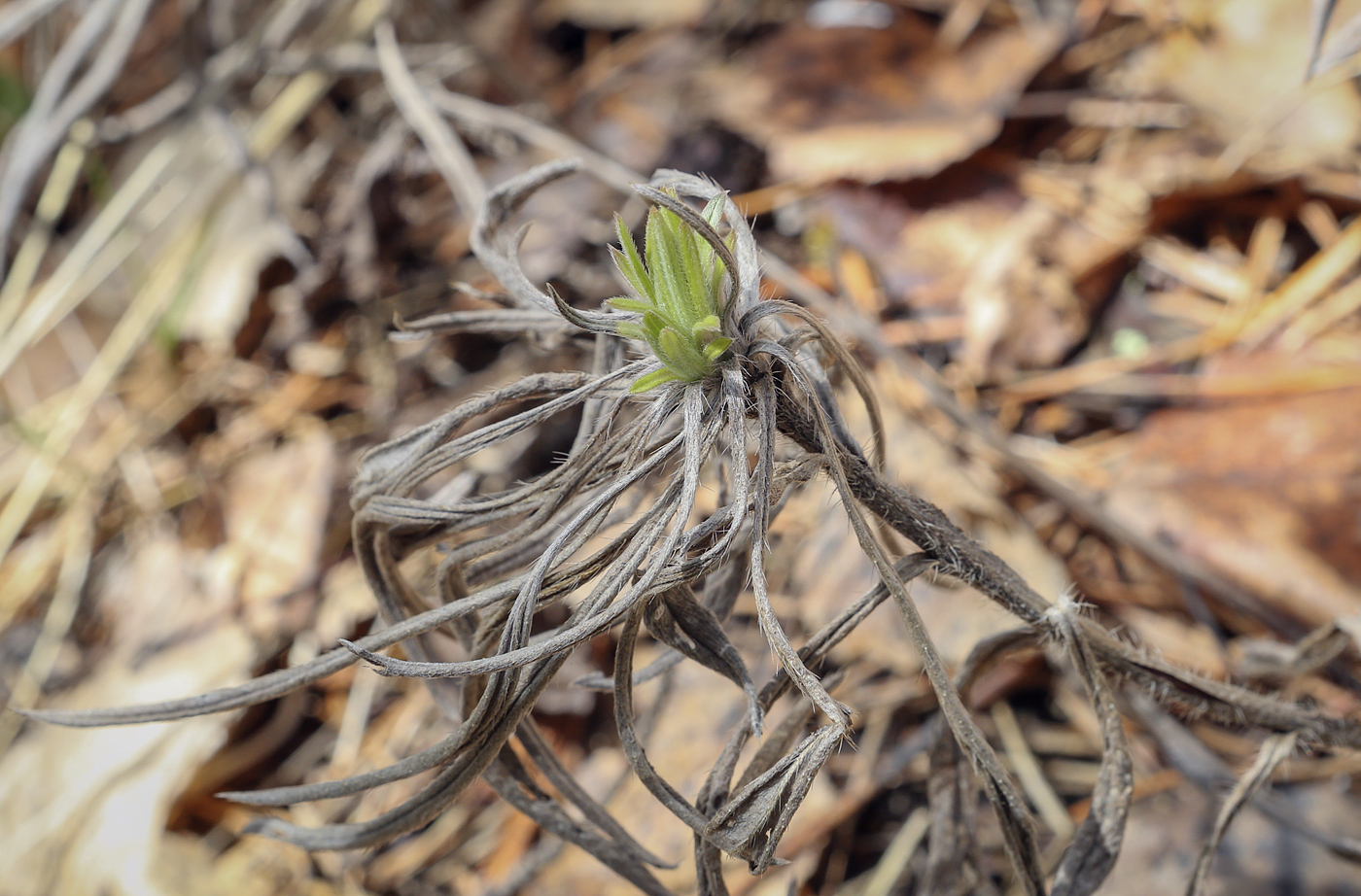 Image of Onosma volgensis specimen.