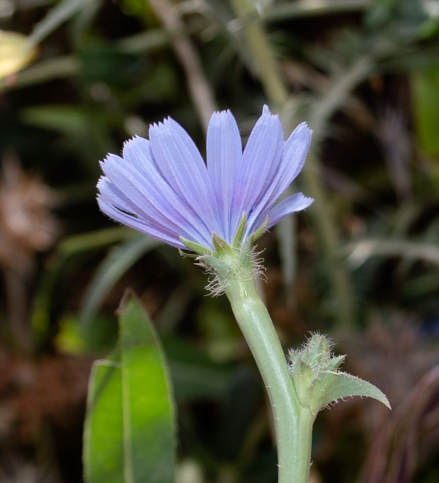 Изображение особи Cichorium endivia.