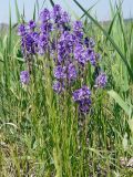 Polygala comosa