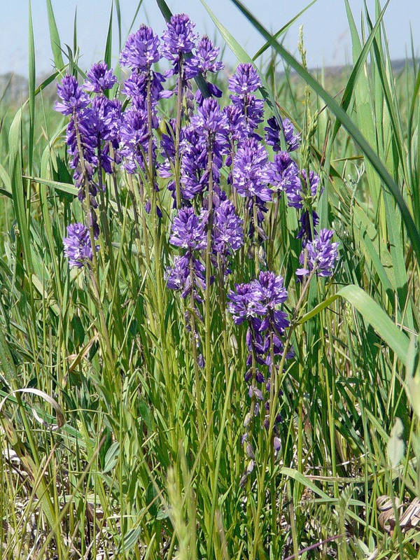 Image of Polygala comosa specimen.