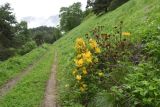 Rhododendron luteum