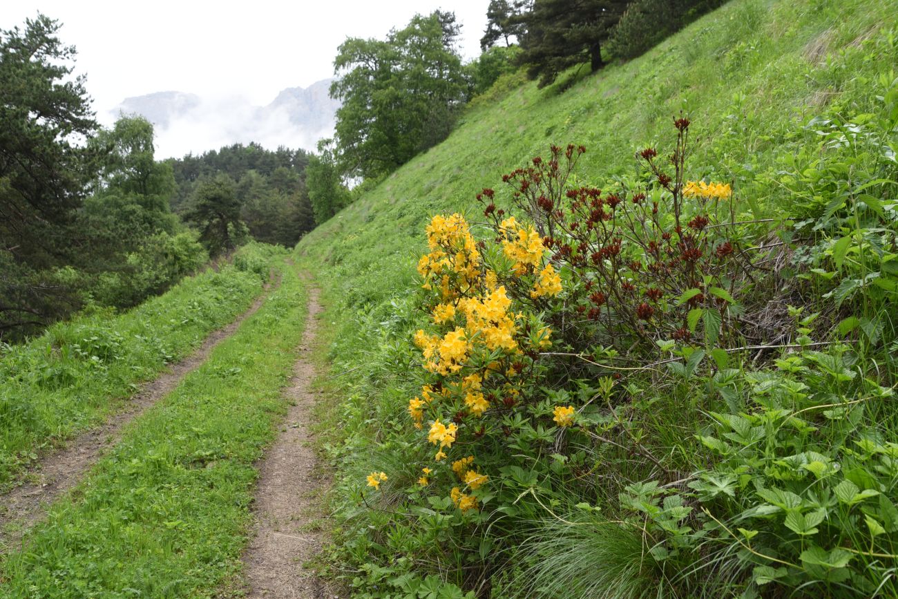 Image of Rhododendron luteum specimen.