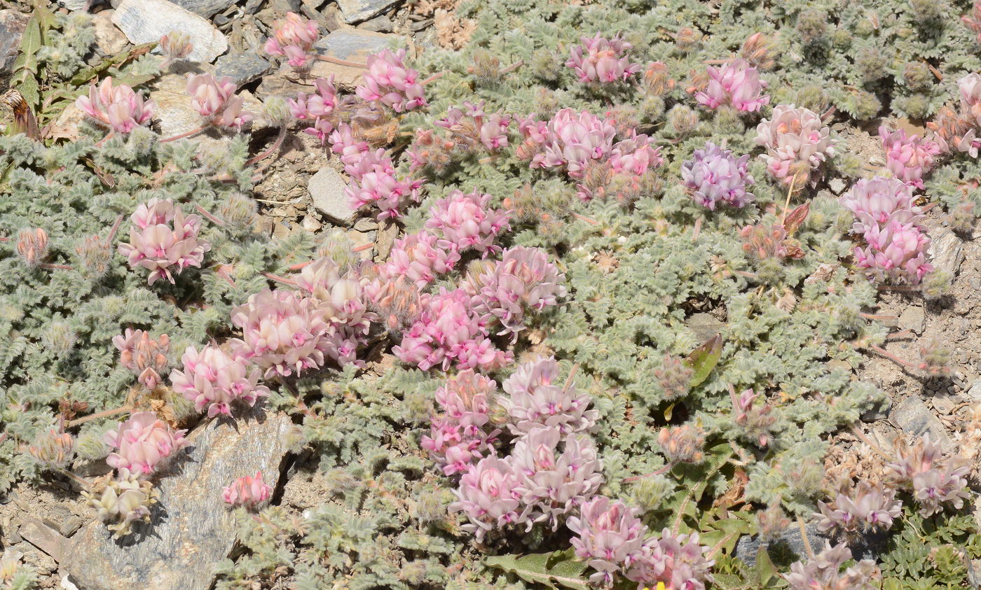 Image of Oxytropis alajica specimen.