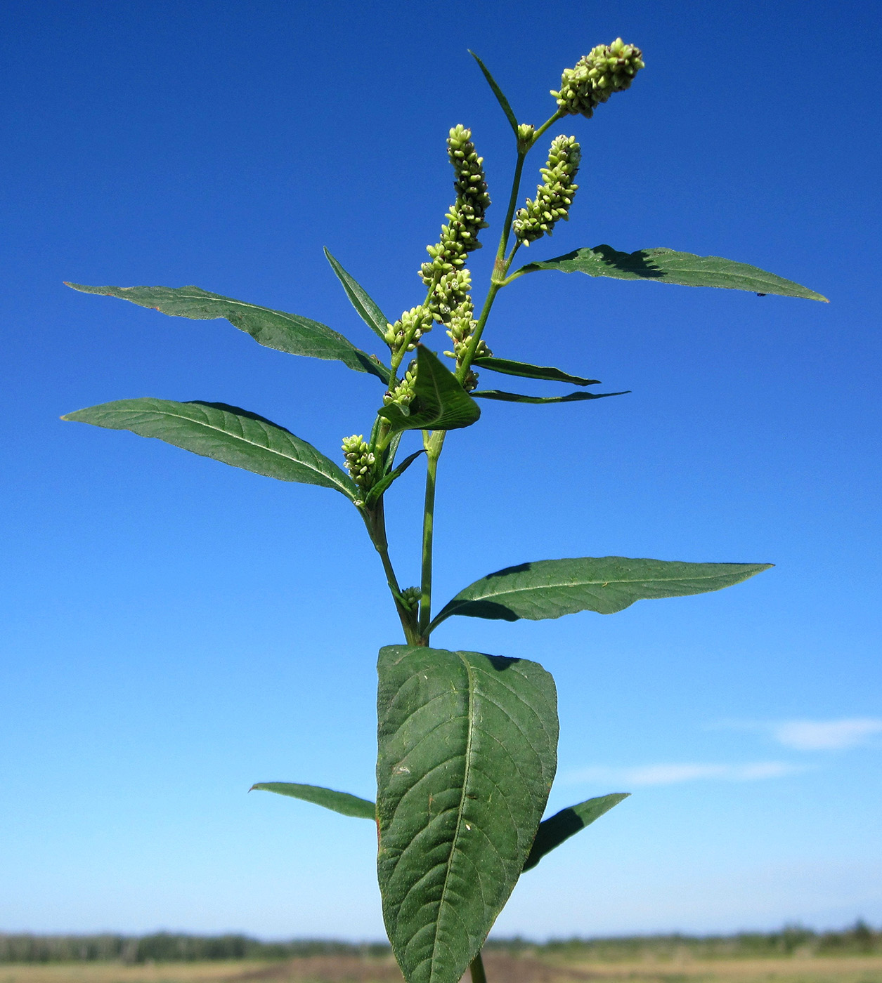 Изображение особи род Persicaria.