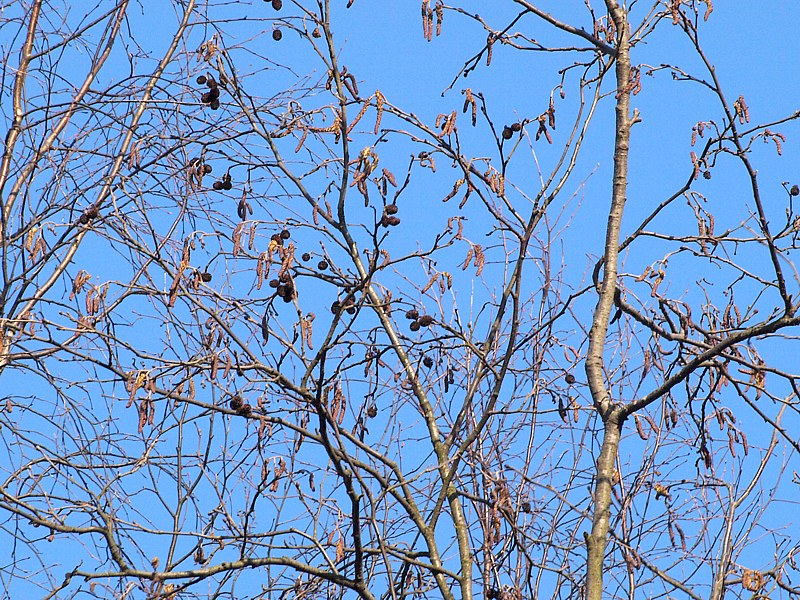 Image of Alnus incana specimen.