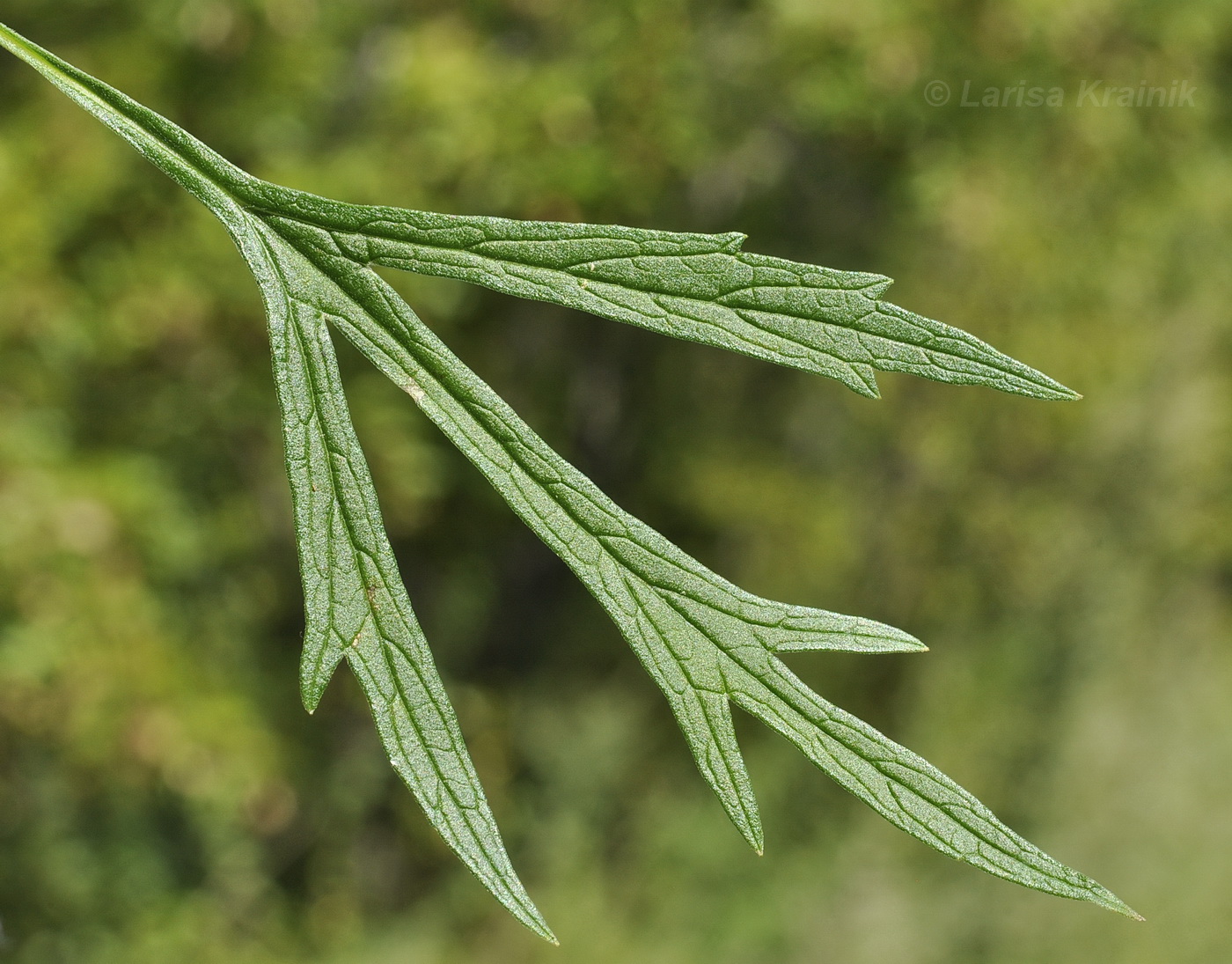 Изображение особи Leonurus japonicus.