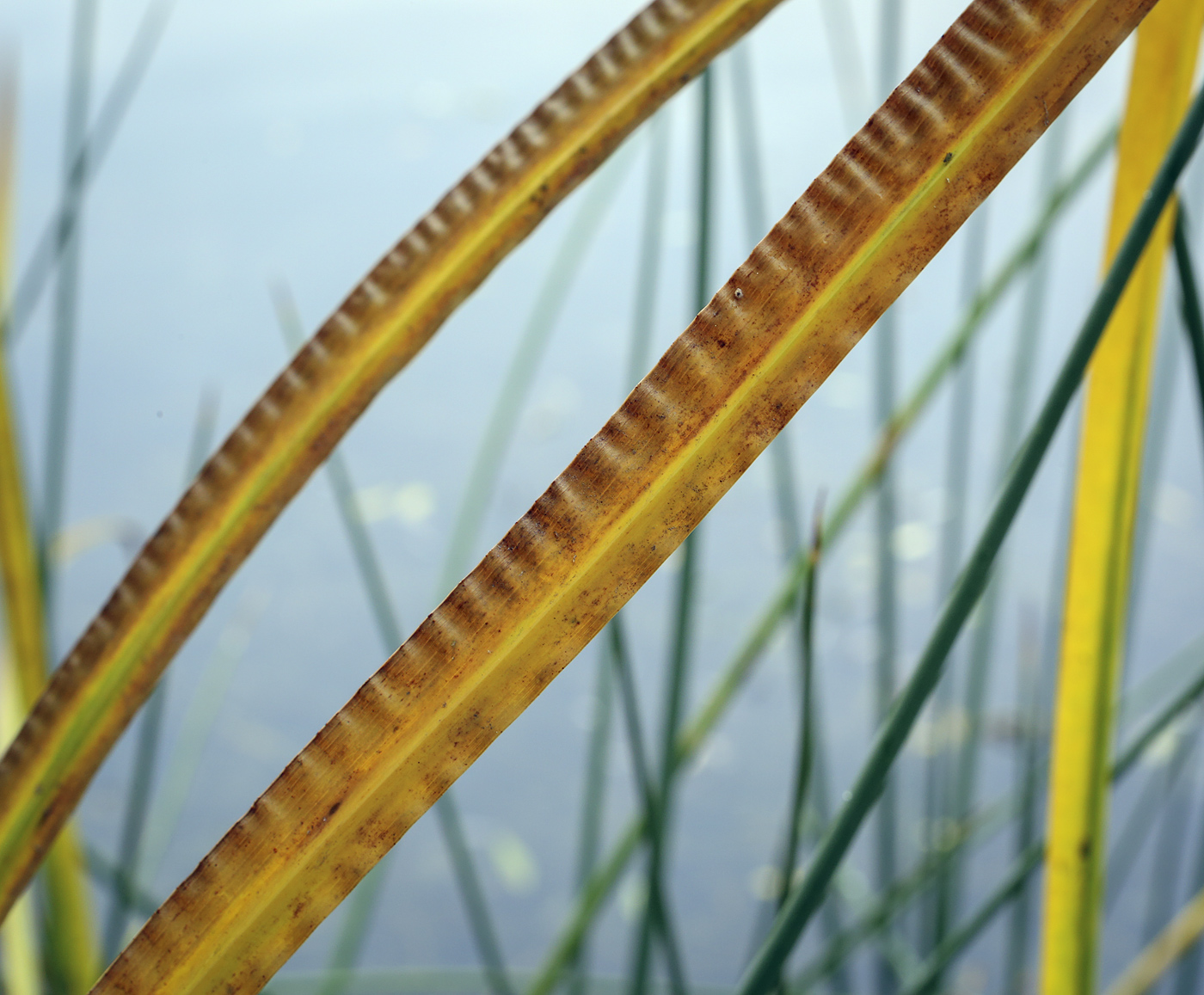 Image of Acorus calamus specimen.