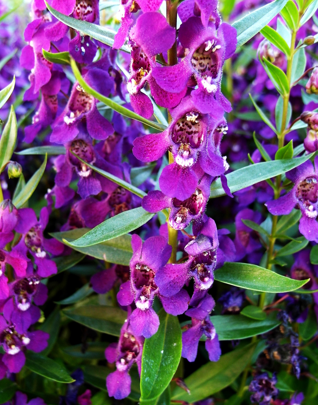 Изображение особи Angelonia angustifolia.