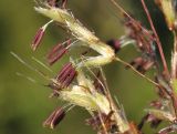 Miscanthus sacchariflorus. Часть соцветия. Приморский край, Уссурийский гор. округ, окр. с. Монакино, луг на небольшой сопке. 03.09.2022.