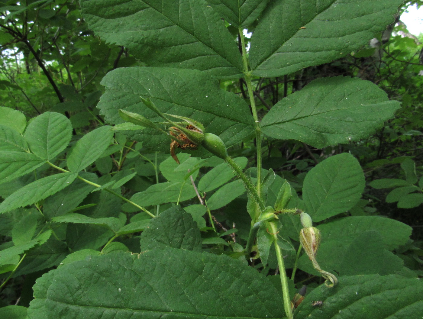 Изображение особи Rosa balachtensis.
