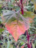 Atriplex hortensis