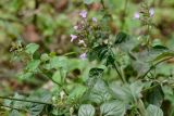 Clinopodium menthifolium