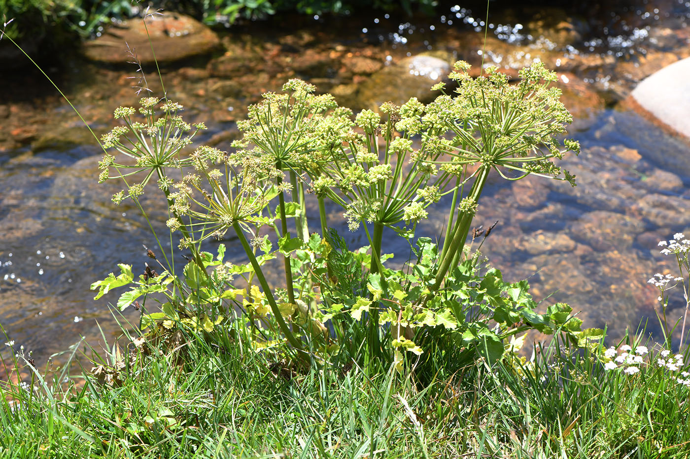 Image of Archangelica brevicaulis specimen.