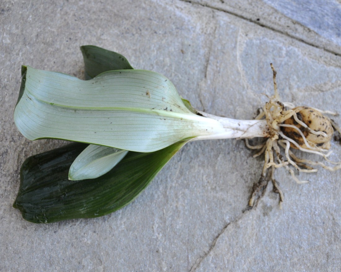 Image of Himantoglossum calcaratum ssp. rumelicum specimen.