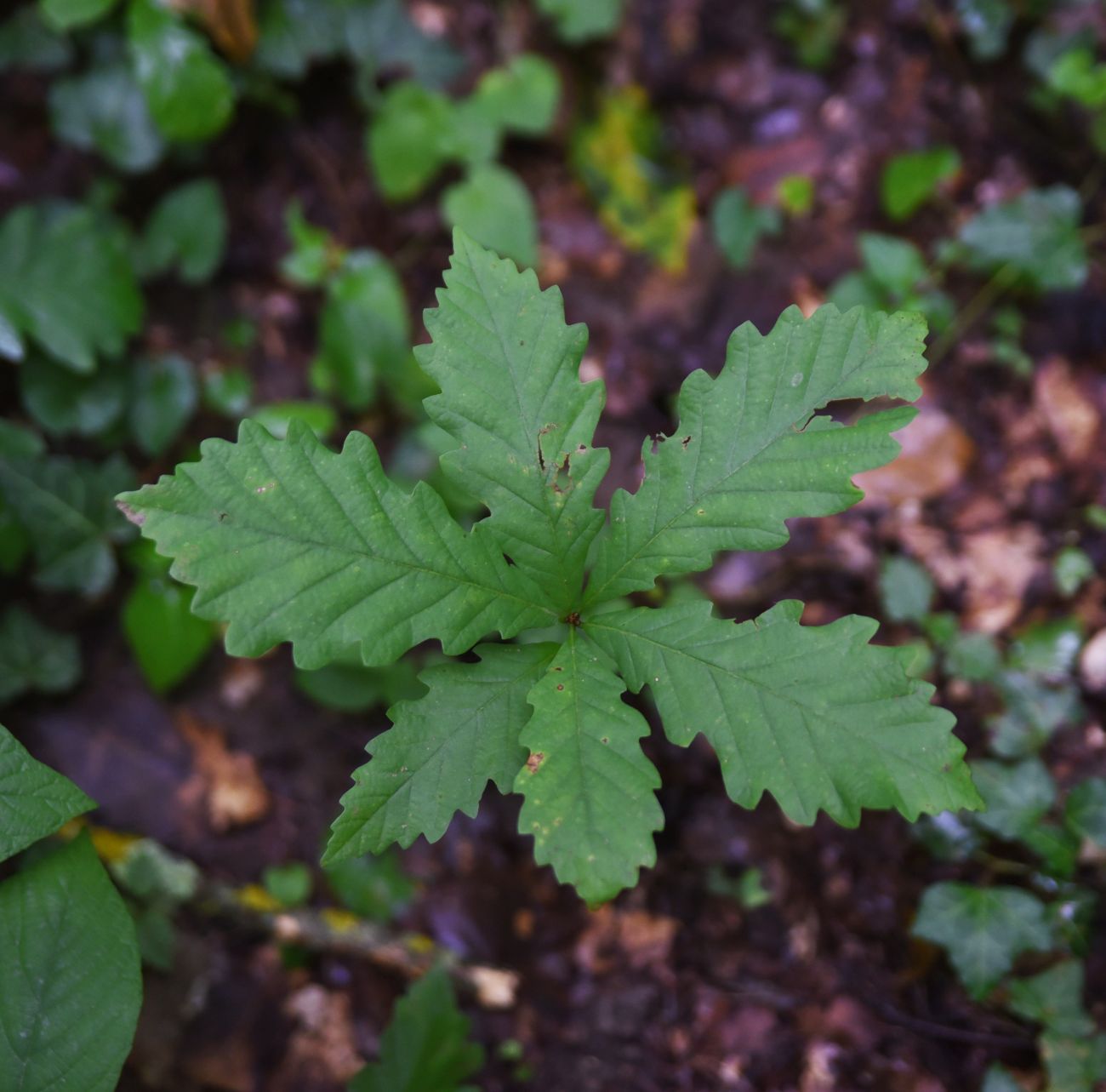 Image of genus Quercus specimen.