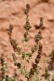род Salsola. Верхушка плодоносящего растения. Казахстан, Алматинская обл., горы Богуты, пестроцветы. 17 сентября 2022 г.