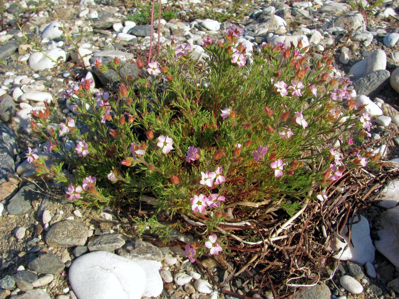 Image of Chamaerhodos grandiflora specimen.