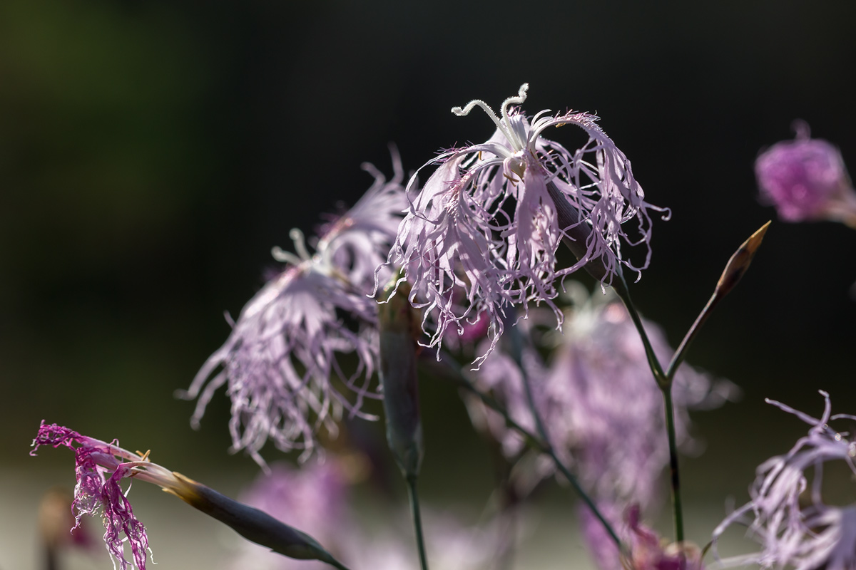 Изображение особи Dianthus superbus.