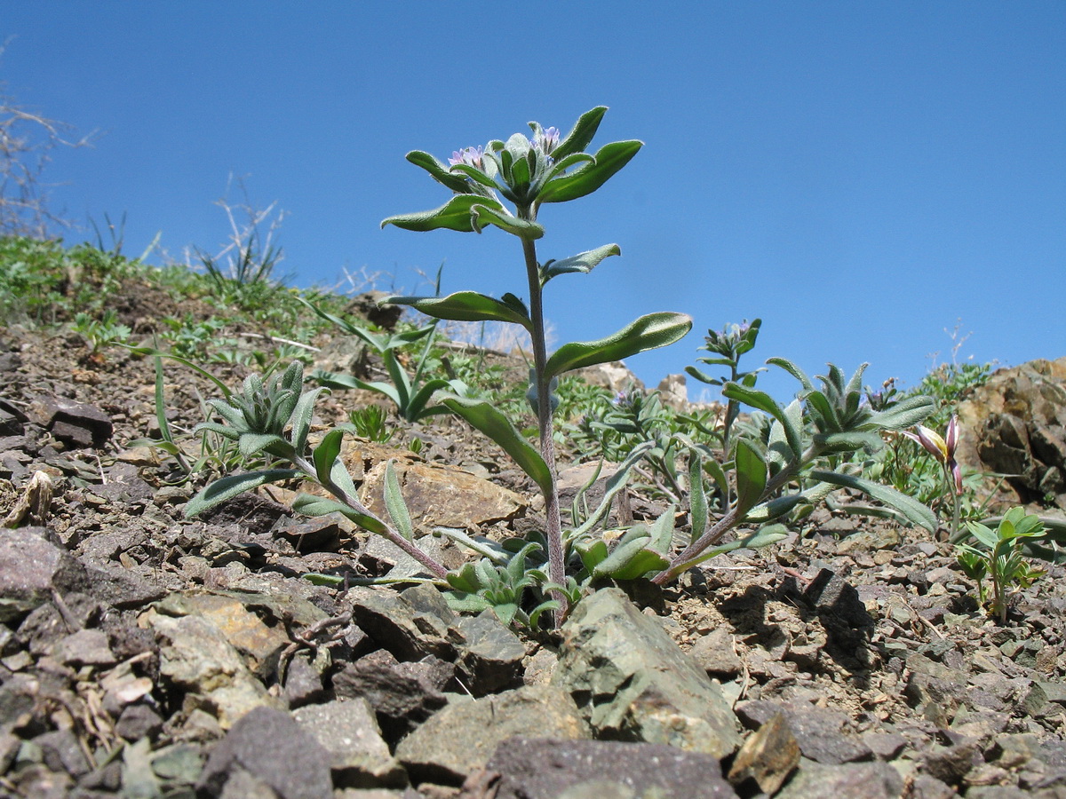 Image of Buglossoides arvensis specimen.