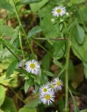 Erigeron annuus подвид lilacinus. Верхушка цветущего растения. Республика Адыгея, правый борт ручья Берёзовый, поляна перед штольней № 3. 31 июля 2022 г.