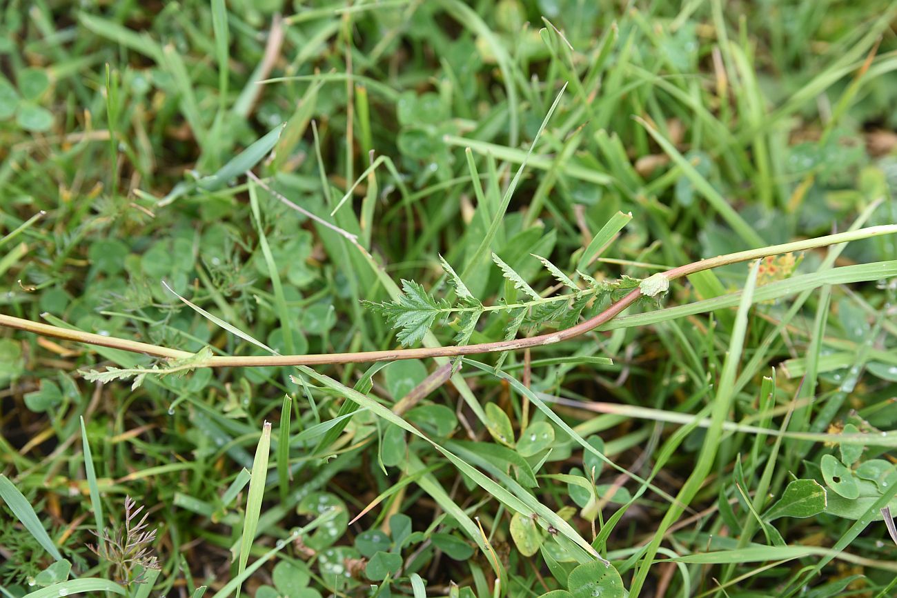 Image of Filipendula vulgaris specimen.