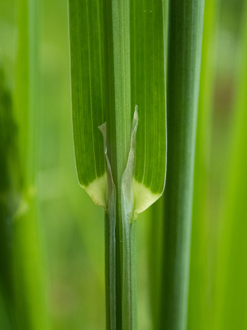 Изображение особи Alopecurus pratensis.