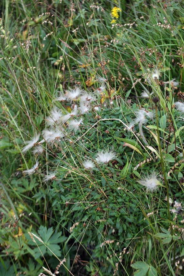 Image of Dryas octopetala ssp. subincisa specimen.