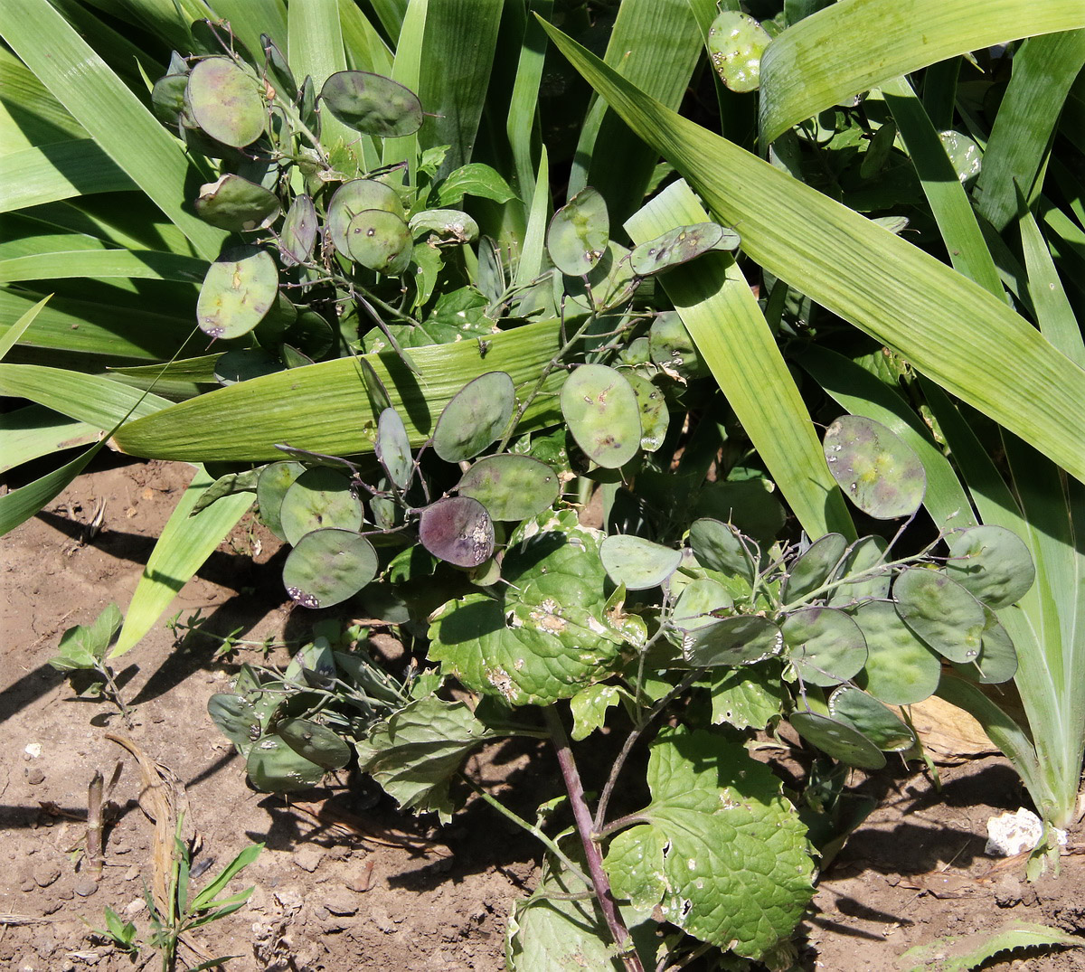 Изображение особи Lunaria annua.