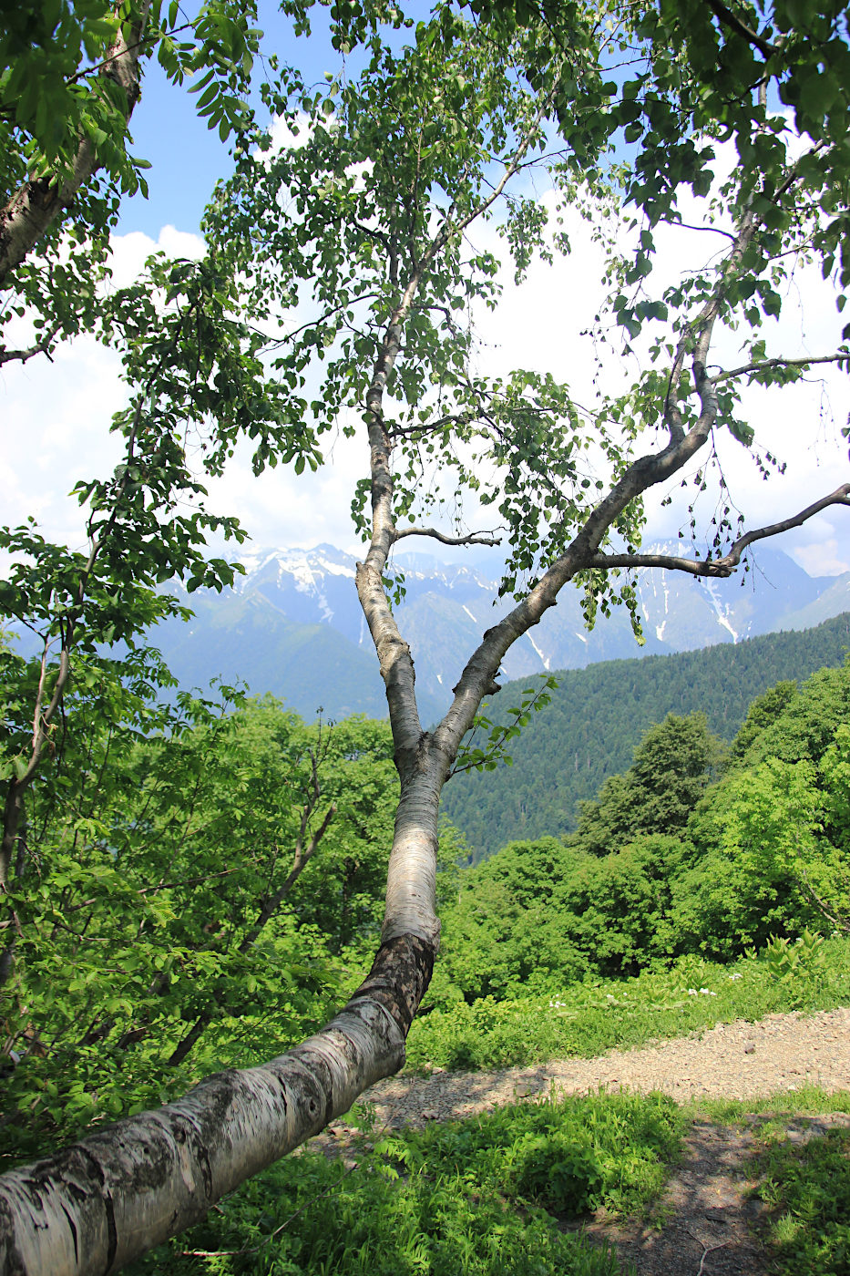 Image of Betula litwinowii specimen.