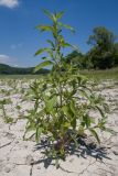 Epilobium hirsutum. Вегетирующее растение. Краснодарский край, Крымский р-н, окр. станицы Гладковская, обсохшее дно пруда. 03.06.2018.